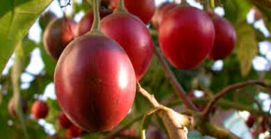Descubre el Tomate de Árbol: Cuál es y Cómo Cultivarlo