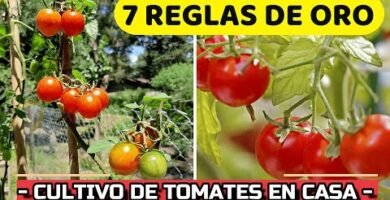 Árbol de tomate italiano: Cultivo, cuidados y beneficios