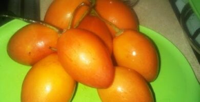 Fresco de tomate de árbol: la refrescante y deliciosa opción para el verano