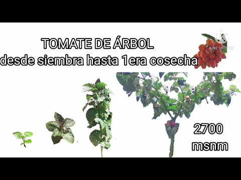 Guía para sembrar tomate de árbol: paso a paso