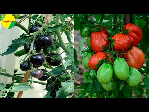 Árbol de tomates: una sorprendente y deliciosa variedad