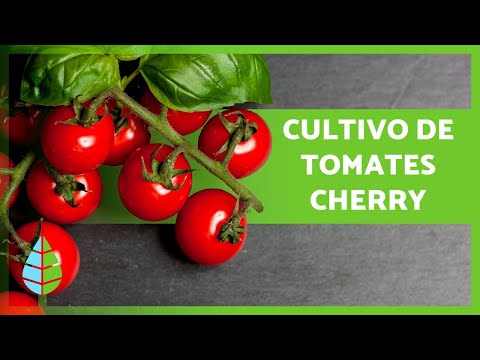Tomate cherry árbol: cultivo y cuidados para un huerto exitoso