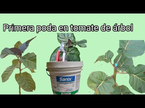 Guía completa: Cómo podar tomate de árbol