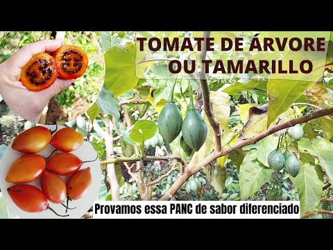 Tamarillo: El Delicioso y Exótico Fruto de Temporada