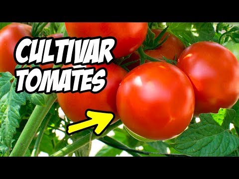 Consejos para el cuidado del árbol de tomate: ¡Aprende cómo tener éxito!