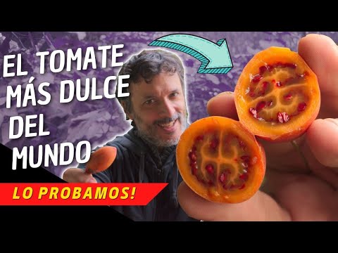 Tomate peruano árbol: descubre el sabor único de esta deliciosa variedad