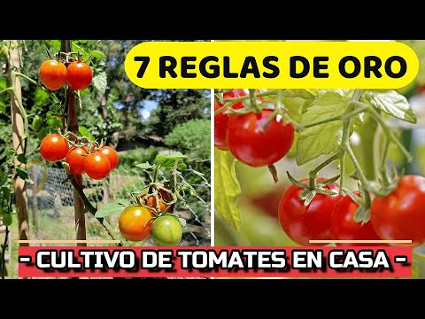 Arbusto de tomate: cultivo fácil y sabroso