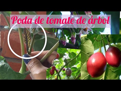 Descubre cómo cultivar y cuidar un árbol de tomatillo