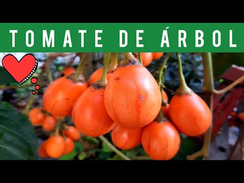Chilto tomate de arbol: beneficios y recetas deliciosas