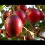 Tomate de árbol: Origen y variedades