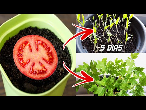 Planta de tomate árbol: Cultiva tus propios tomates de forma fácil y abundante