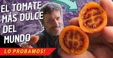Tomate de Árbol en USA: Descubre cuál es y cómo disfrutarlo