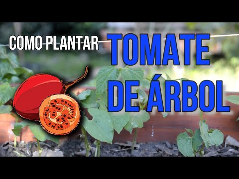 Árbol de tomate chonto: cultivo, características y cuidados