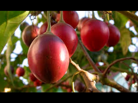 Árbol de tomate de arbol: Todo lo que necesitas saber sobre esta maravilla