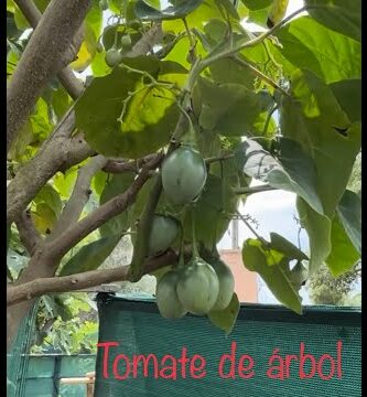 Tomate de árbol en Mercadona: la fruta exótica que conquista tus recetas