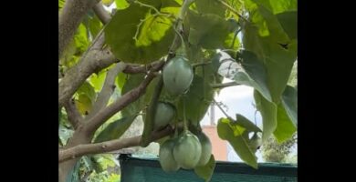 Tomate de árbol en Mercadona: la fruta exótica que conquista tus recetas