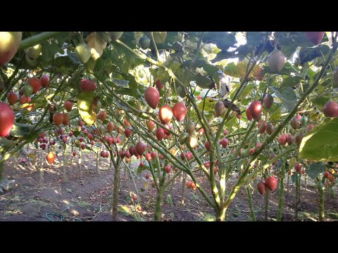 Descubre el tomate de árbol en Guatemala: características y usos
