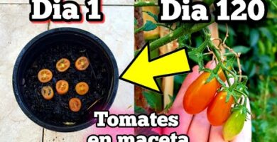 Árbol de tomate en maceta: cultiva tus tomates en casa de manera fácil y práctica