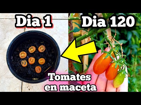 Árbol de tomate en maceta: cultiva tus tomates en casa de manera fácil y práctica