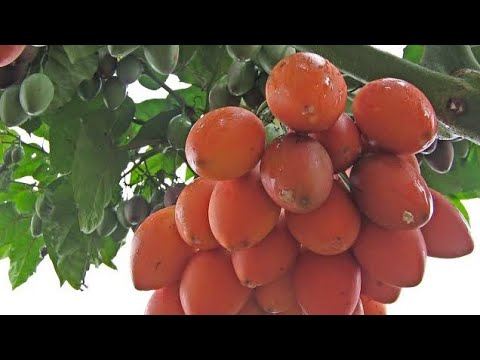 Nombres de tomate de árbol: descubre las variedades más populares