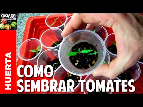 Guía completa: Cómo plantar tomate de árbol paso a paso