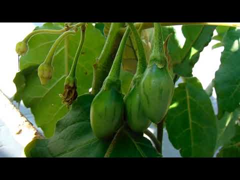 Guía práctica: Cómo sembrar tomate de árbol en maceta