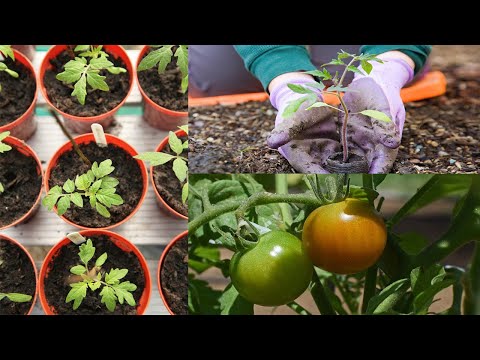 Consejos para los cuidados del tomate de árbol: ¡Aprende cómo cultivarlo!
