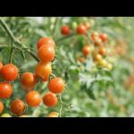 Árbol tomate cherry: todo lo que debes saber