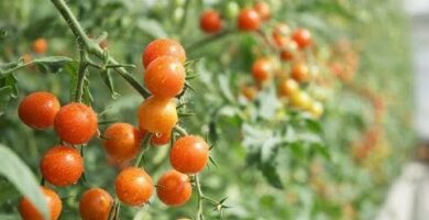 Árbol tomate cherry: todo lo que debes saber