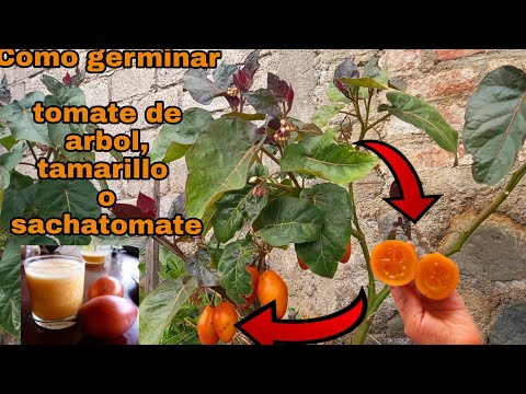 Guía de germinación de tomate de árbol: cómo hacerlo correctamente