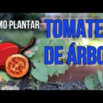 Planta de tomate de árbol: todo lo que necesitas saber